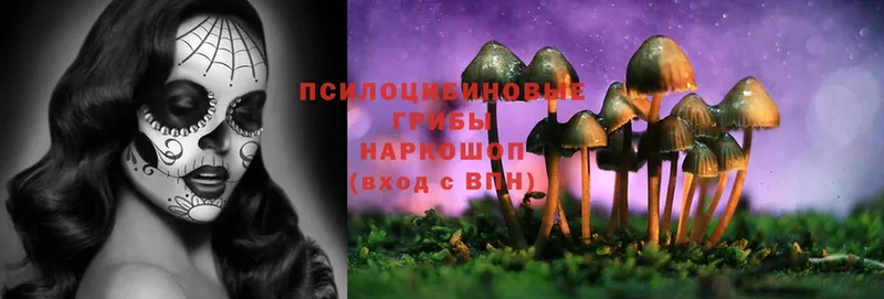 Псилоцибиновые грибы Psilocybe  Шарыпово 